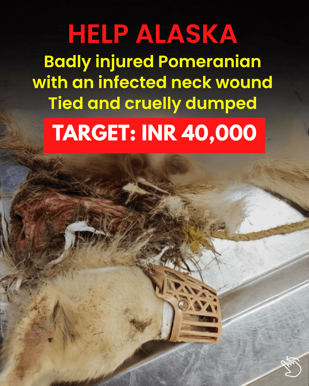 Help Alaska: a badly injured Pomeranian found tied up and dumped with an infected neck wound. Target ₹40,000.