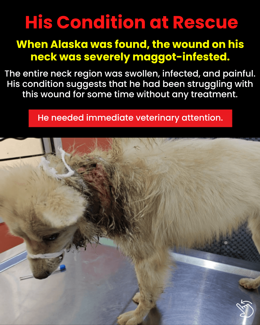 Alaska's condition at rescue: a severely maggot-infested wound on his swollen, infected neck.