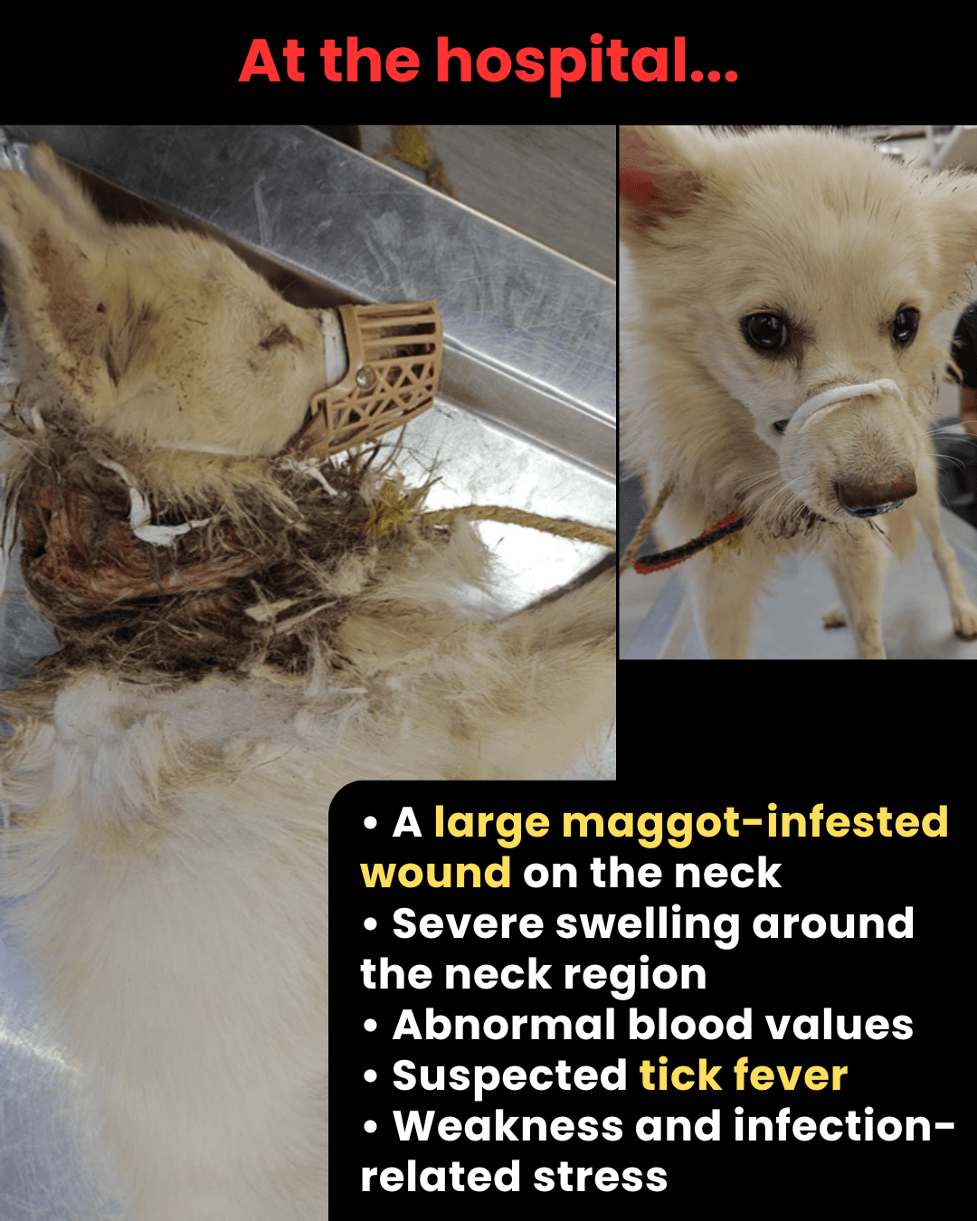 At the hospital: a large neck wound, severe swelling, abnormal blood values, suspected tick fever and infection-related weakness.