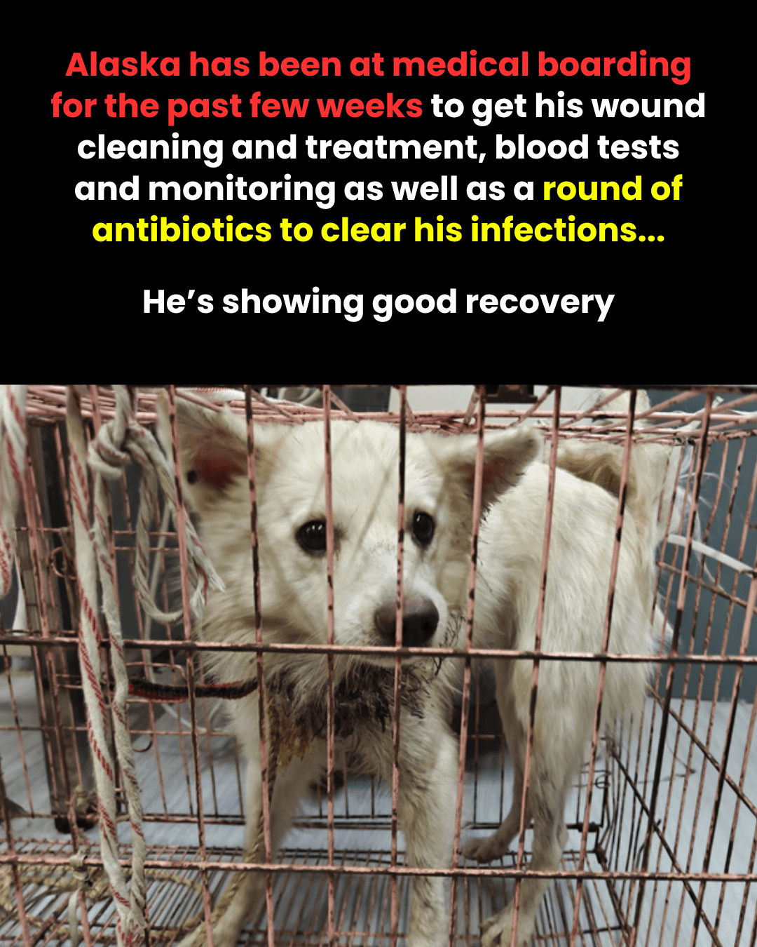 Alaska after a few weeks in medical boarding, wound cleaned and on antibiotics, showing good recovery.