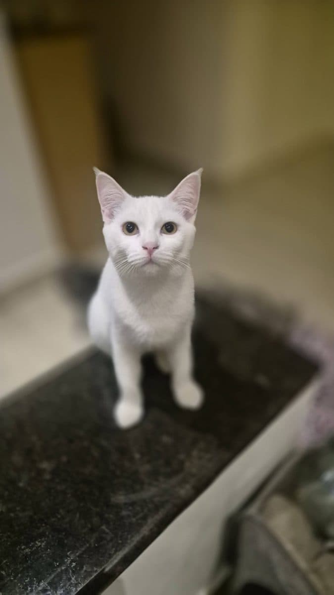 Flurry, a rescue rehomed through iAdopt