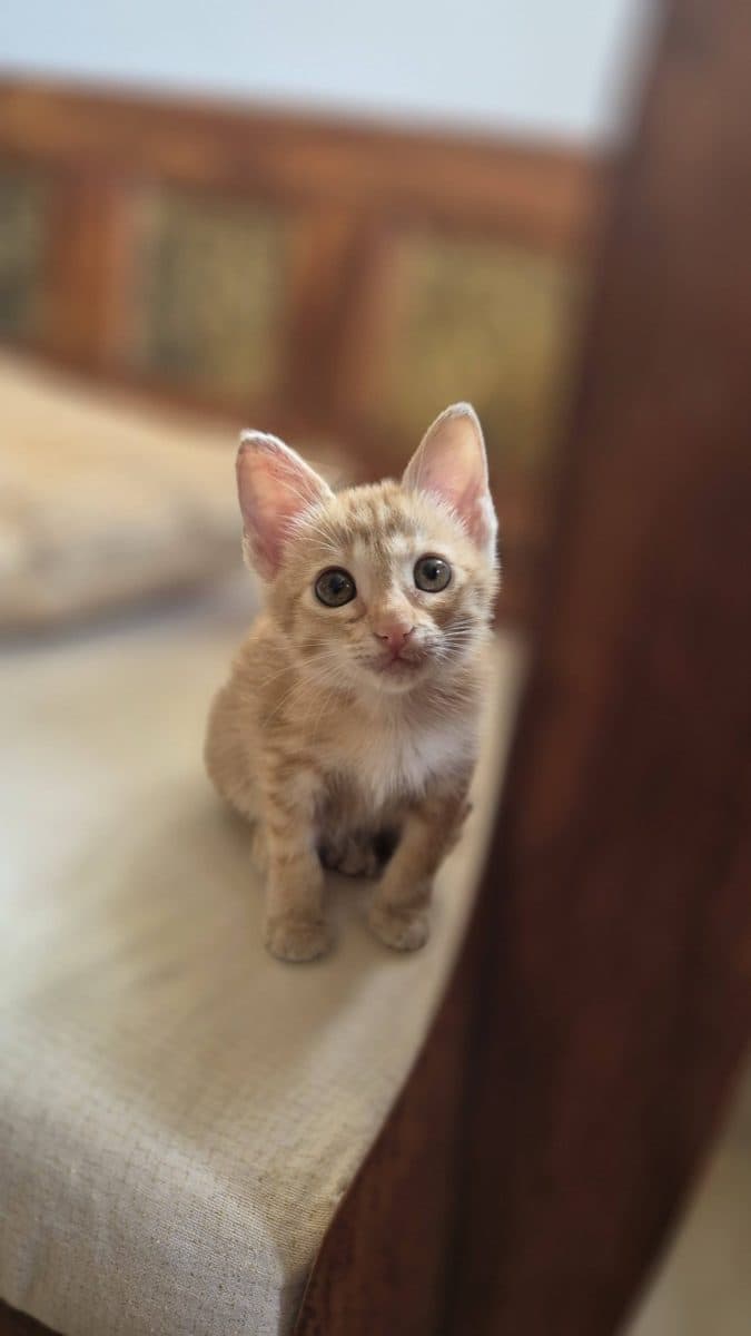 Micro, a rescue rehomed through iAdopt