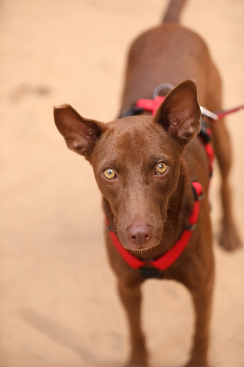 Snickers, a rescue rehomed through iAdopt
