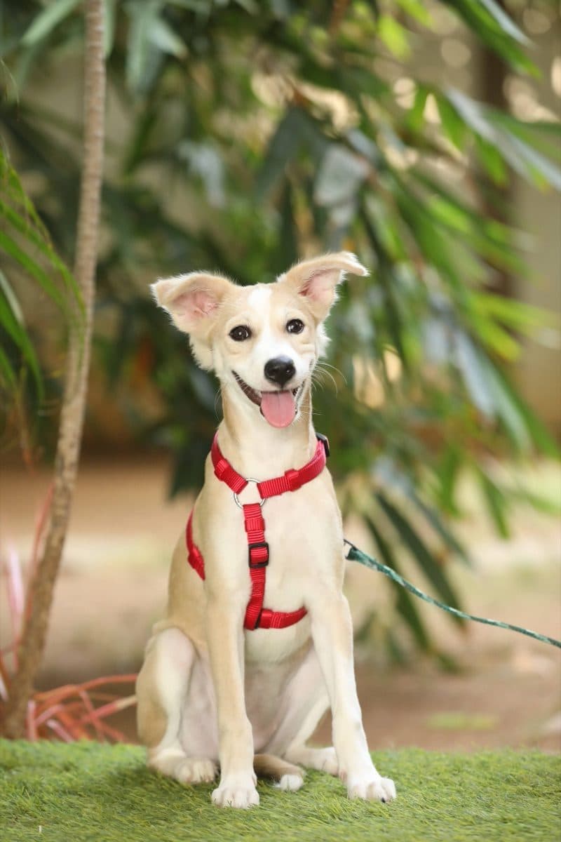 Sudoku, a rescue rehomed through iAdopt