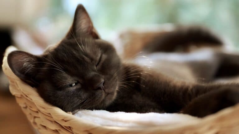 black cat purr