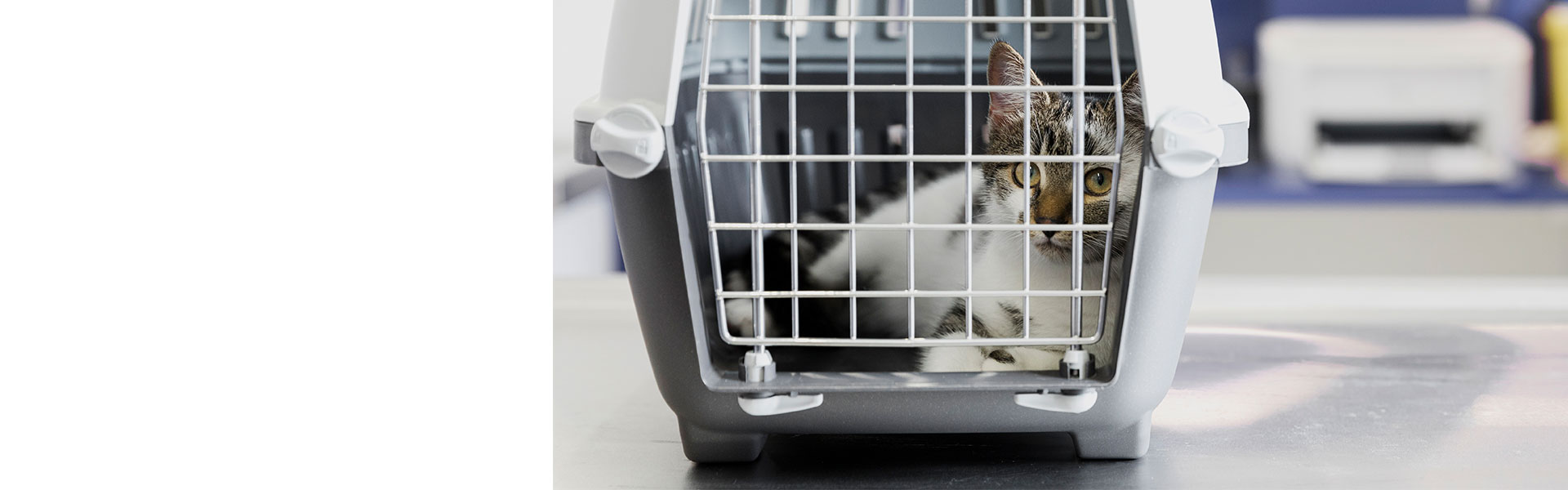 Paws in need we are their voices- iAdopt