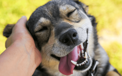 Here’s Why You Should Consider Adopting Adult Dogs and Cats