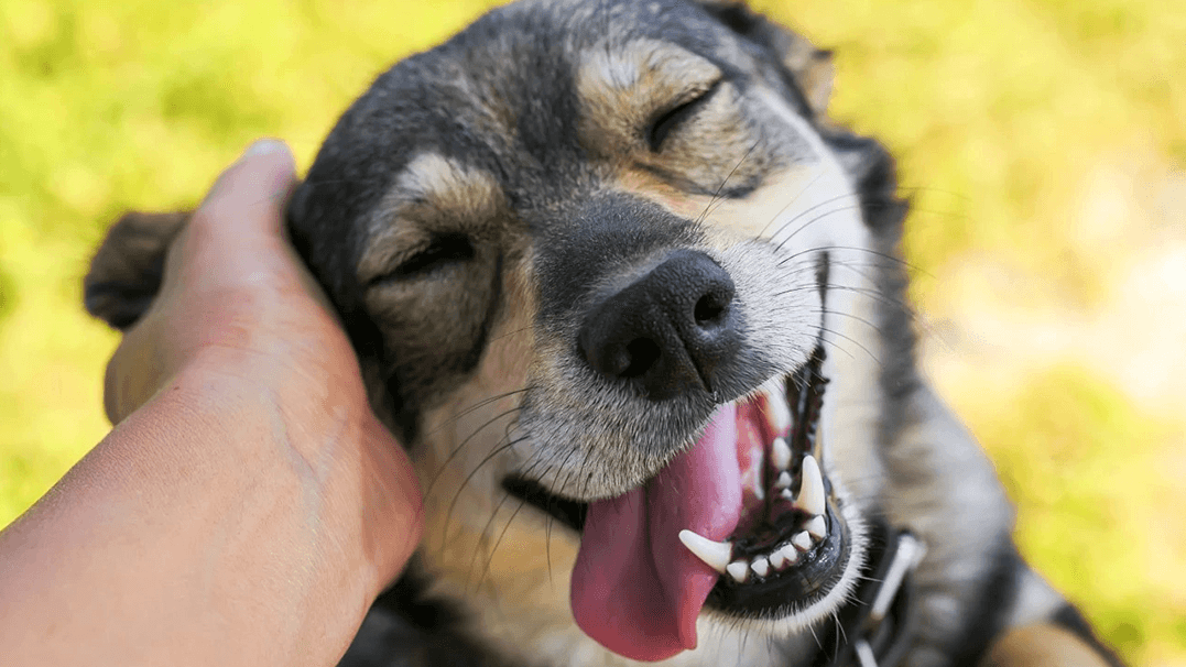 DOg-Blog-1 cuttest dog