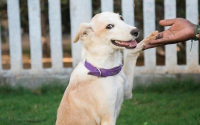 Here’s Why Indian Mongrels Are the Best Fit as Pets