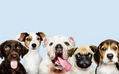 How to Choose a Dog for Yourself and Your Family