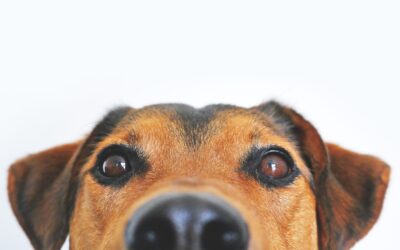 Here is Why Your Dog Smells Butts of Other Dogs