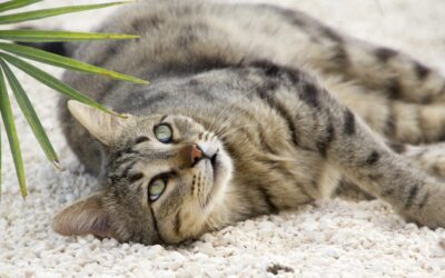 How Does Fostering Save the Lives of Animals?