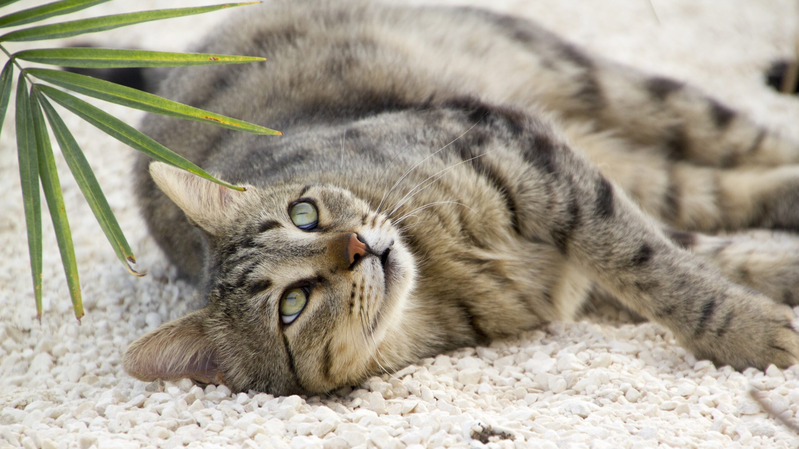 foster animals save lives