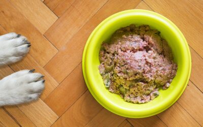 What Will Happen if I Don’t Give Meat to My Dog?