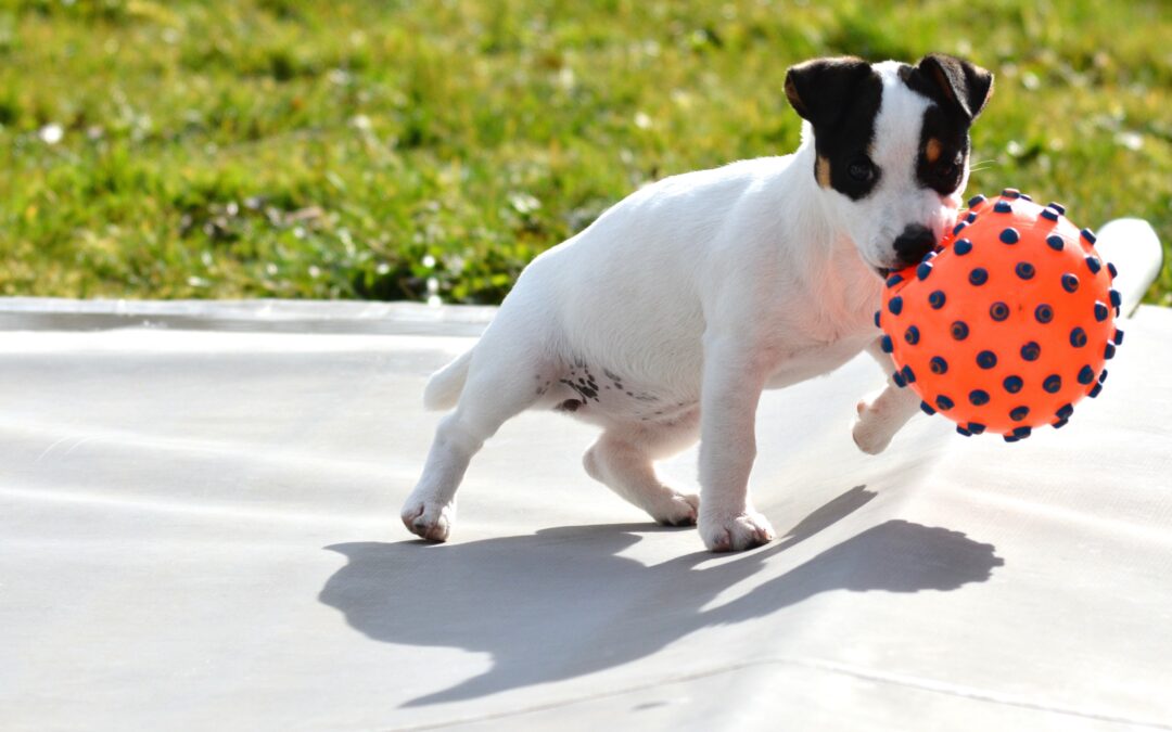 How to Stop Your Pup from Biting You