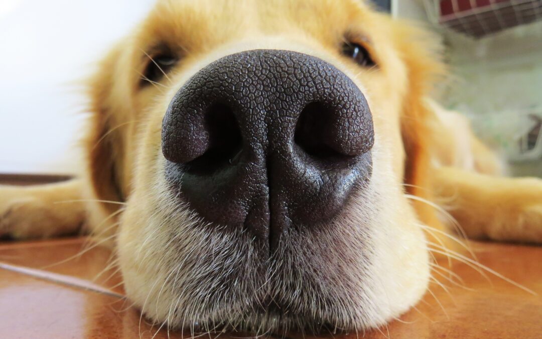 Bet You Did Not Know This About Your Dog’s Nose!