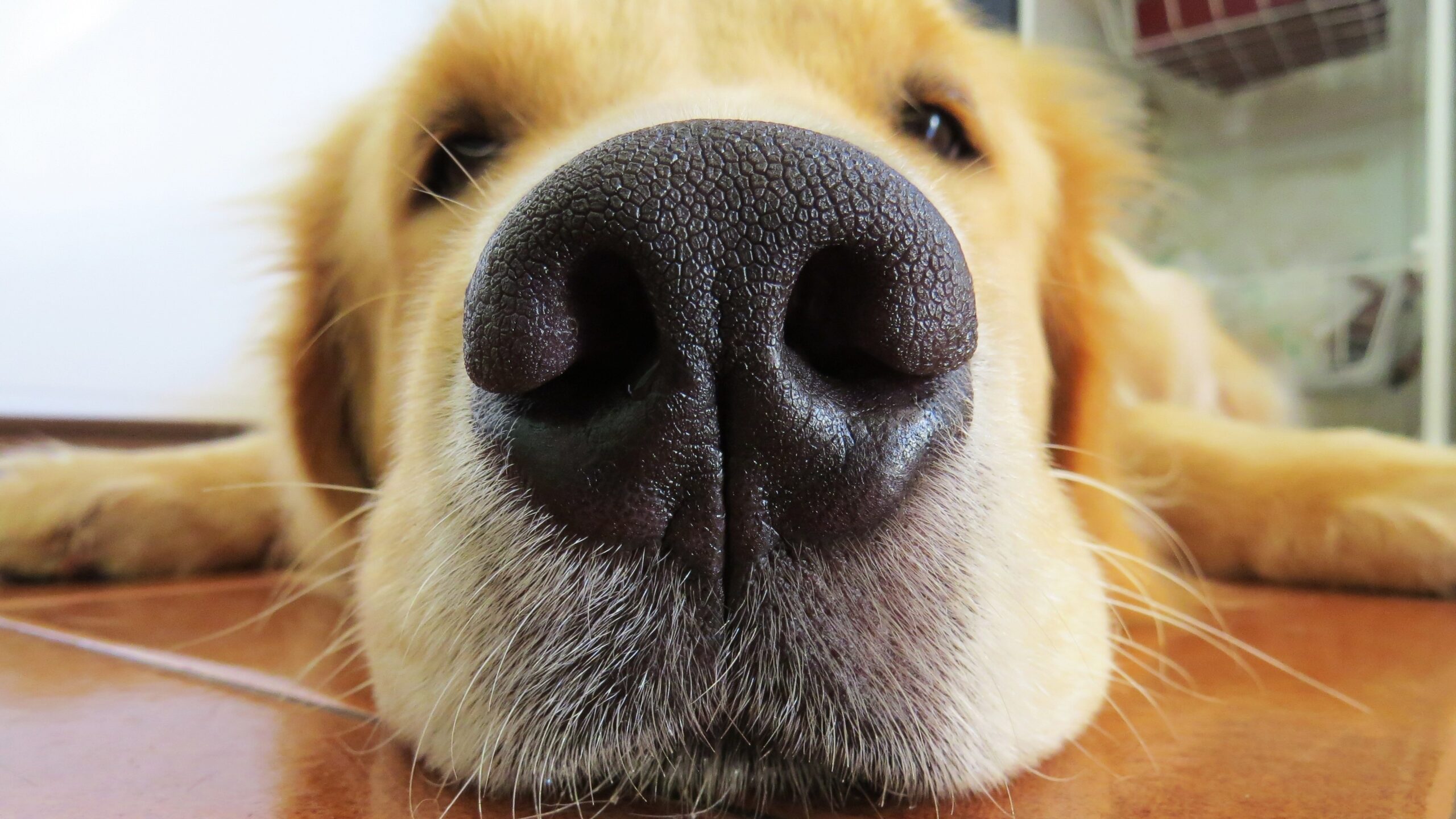 know this dog nose