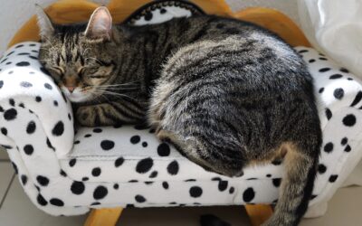 Why You Must Buy a Thermometer for Your Pet