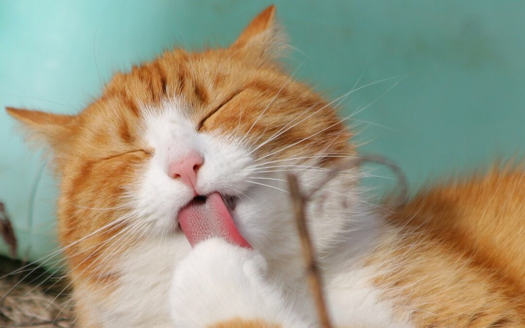 Top 10 Myths About Cat Diet