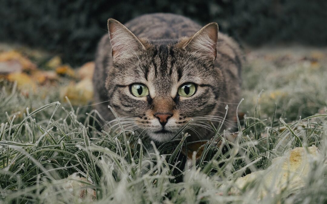 The Pros and Cons of Catnip