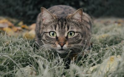 The Pros and Cons of Catnip