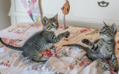 A Quick Guide on Cat-Proofing Your Home