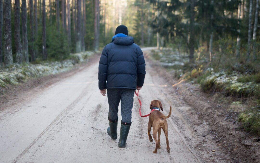 Leash Train Your Dog in 6 Easy Steps