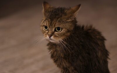 Is It Okay to Give Baths to Cats?