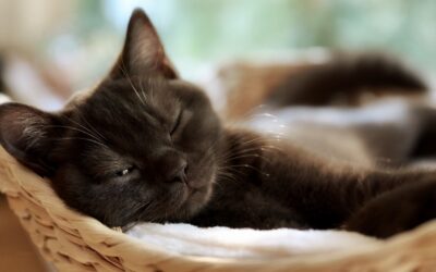 Did You Know This About A Cat’s Purr?