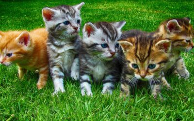 Hidden Meanings Behind Different Cat Fur Coat Colours