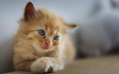 How to Take Care of Your Cat’s Mental Health?