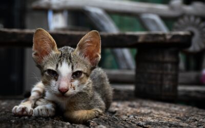 The Reality of Cat Breeders in India