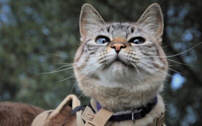 How to Raise a Confident Cat?