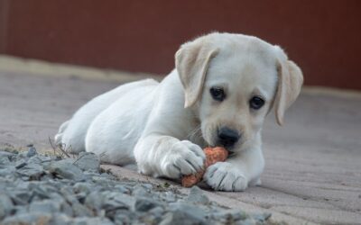 Fruits and Vegetables That You Can Feed Your Dogs