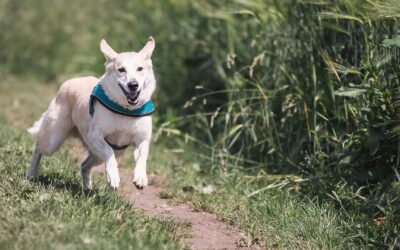 Dog Sterilization – Everything You Need To Know