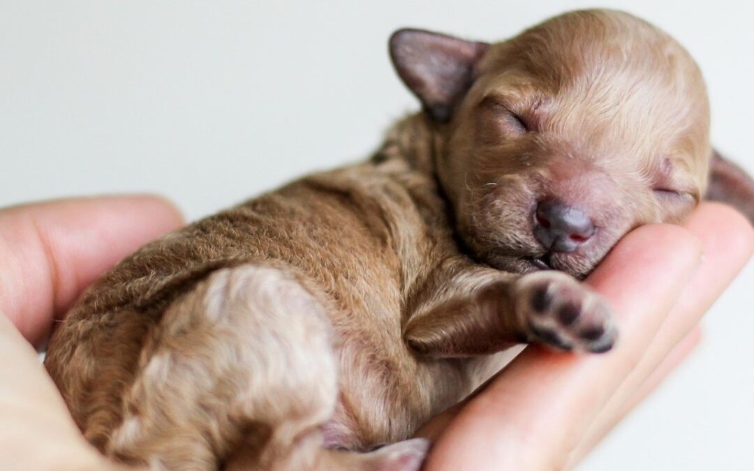 Did You Know About National Puppy Day?