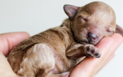 Did You Know About National Puppy Day?