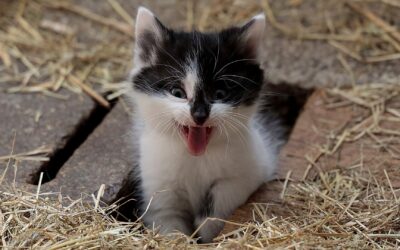 Here’s How You Might Be Enabling Bad Behaviours in Your Cat!