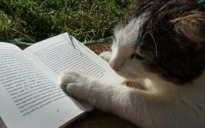 How Can You Train Cats? – A Quick Guide