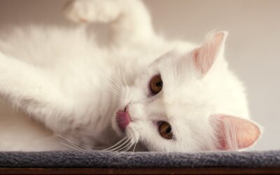 Cat Sterilization – Everything You Need To Know