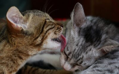 Tips to Introduce Your New Cat to Your Old Cat