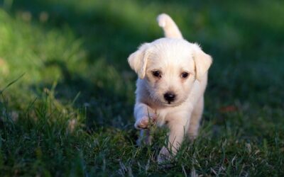 Things to Know Before You Adopt a Puppy